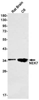 Western Blot: NEK7 Antibody (S04-7A1) [NBP3-19713]