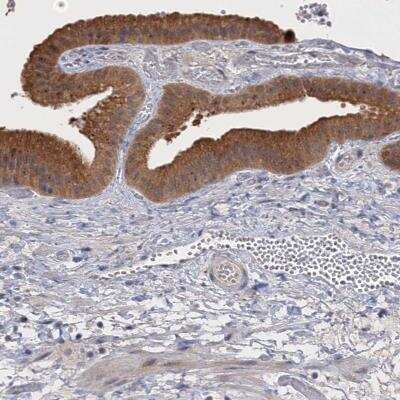 Immunohistochemistry-Paraffin: NEK8 Antibody [NBP1-82539]