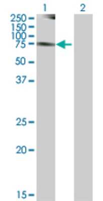 Western Blot: NEK8 Antibody [H00284086-B01P]