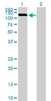 Western Blot: NEK9 Antibody (1F6) [H00091754-M01]