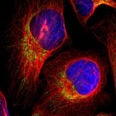 Immunocytochemistry/ Immunofluorescence: NEK9 Antibody [NBP1-88007]