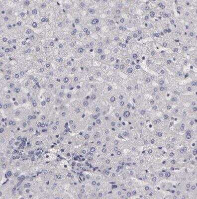 Immunohistochemistry-Paraffin: NEK9 Antibody [NBP1-88007]