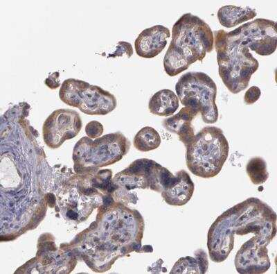 Immunohistochemistry-Paraffin: NEK9 Antibody [NBP1-88007]
