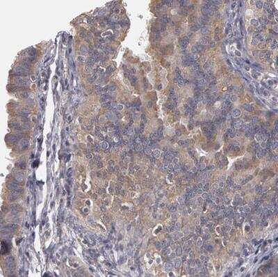 Immunohistochemistry-Paraffin: NEK9 Antibody [NBP1-88007]