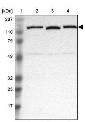 Western Blot: NEK9 Antibody [NBP1-88007]