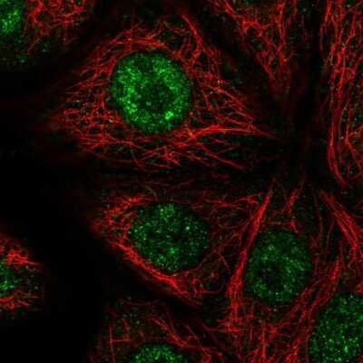 Immunocytochemistry/ Immunofluorescence: NELF Antibody [NBP1-92175]