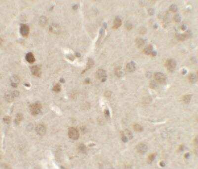 Immunohistochemistry: NELF Antibody - BSA Free [NBP2-81759]