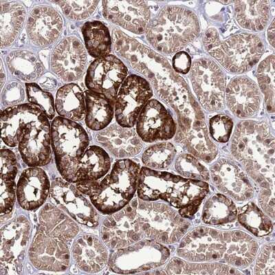 Immunohistochemistry-Paraffin: NELF Antibody [NBP1-92175]