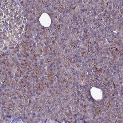 Immunohistochemistry-Paraffin: NELF Antibody [NBP1-92175]