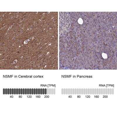 Immunohistochemistry-Paraffin: NELF Antibody [NBP1-92175]