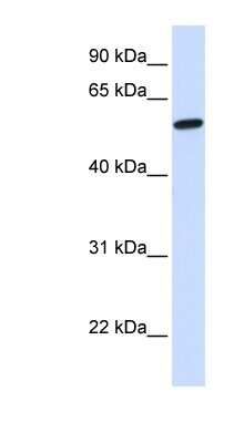 Western Blot: NELF Antibody [NBP1-54813]