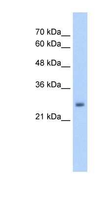 Western Blot: NELF Antibody [NBP1-54835]