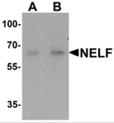 Western Blot: NELF AntibodyBSA Free [NBP2-81759]