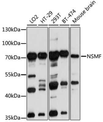 Western Blot: NELF AntibodyBSA Free [NBP2-94322]