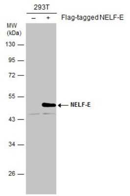 Western Blot: NELF-E Antibody (E1C1) [NBP3-13509]