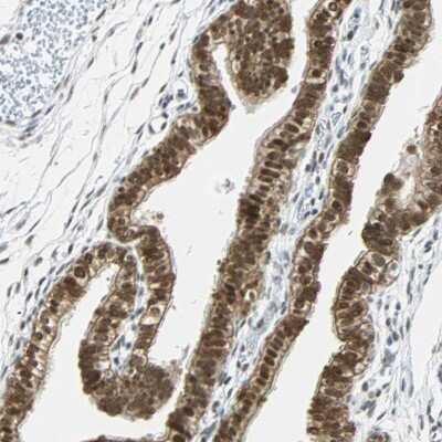 Immunohistochemistry-Paraffin: NELF-E Antibody [NBP1-88036]