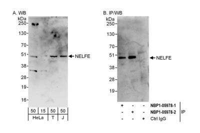 Immunoprecipitation: NELF-E Antibody [NBP1-05978]