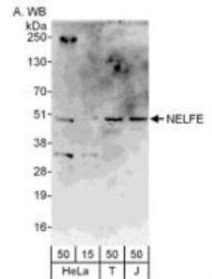 Western Blot: NELF-E Antibody [NBP1-05978]