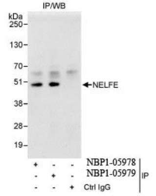 Western Blot: NELF-E Antibody [NBP1-05978]