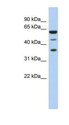 Western Blot: NELF-E Antibody [NBP1-57127]