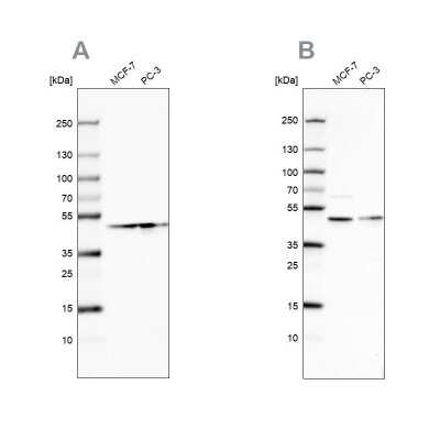 Western Blot: NELF-E Antibody [NBP1-88036]