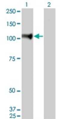 Western Blot: NELL1 Antibody (6A8) [H00004745-M01]