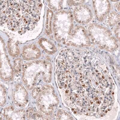 Immunohistochemistry-Paraffin: NELL1 Antibody [NBP2-13651]