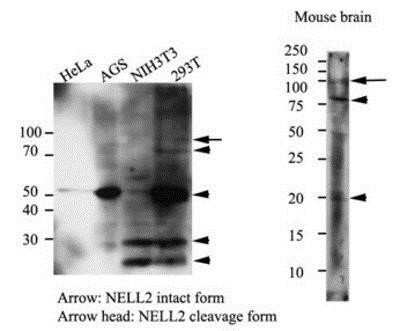 Western Blot: NELL2 Antibody (13E7)BSA Free [NBP1-74039]