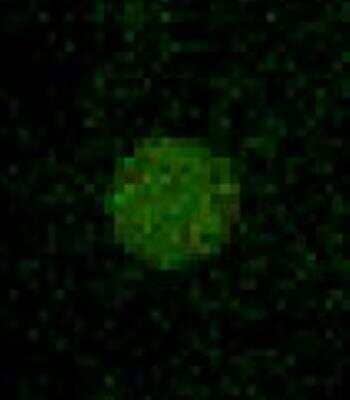 Microarray: NELL2 Antibody [NBP1-59273]