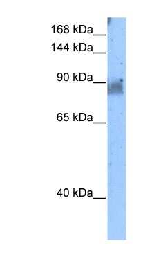 Western Blot: NELL2 Antibody [NBP1-59273]