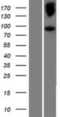 Western Blot: NELL2 Overexpression Lysate [NBP2-09726]