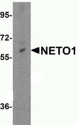 Western Blot: NETO1 AntibodyBSA Free [NBP2-41134]