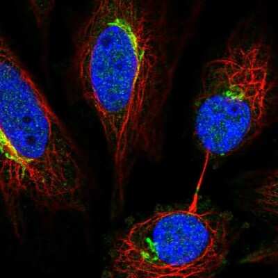 Immunocytochemistry/ Immunofluorescence: NETO2 Antibody [NBP1-84624]