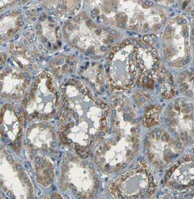 Immunohistochemistry-Paraffin: NETO2 Antibody [NBP1-84624]