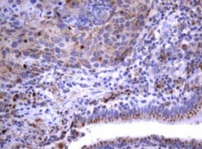 Immunohistochemistry: NEU-1/Sialidase-1 Antibody (OTI3D4) [NBP2-46152]
