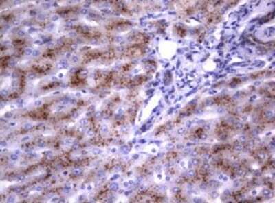 Immunohistochemistry: NEU-1/Sialidase-1 Antibody (OTI3D4) [NBP2-46152]