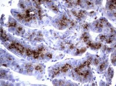 Immunohistochemistry: NEU-1/Sialidase-1 Antibody (OTI3D4) [NBP2-46152]