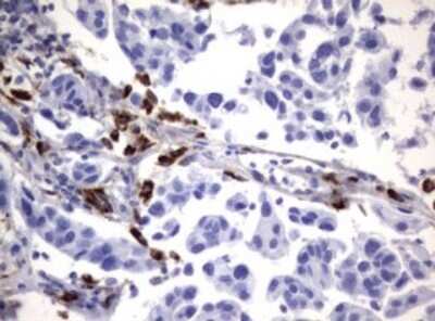 Immunohistochemistry: NEU-1/Sialidase-1 Antibody (OTI3D4) [NBP2-46152]