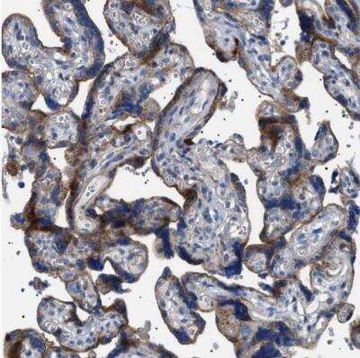 Immunohistochemistry-Paraffin: NEU-1/Sialidase-1 Antibody [NBP1-87755]