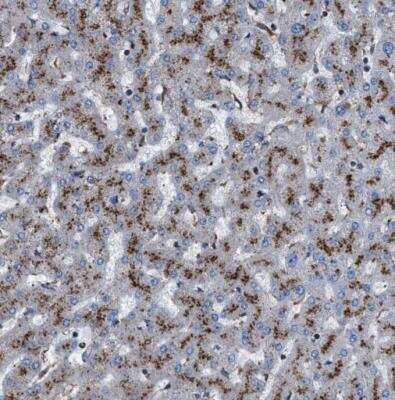 Immunohistochemistry-Paraffin: NEU-1/Sialidase-1 Antibody [NBP1-87755]