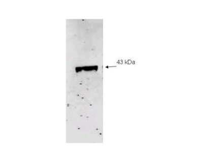 Western Blot: NEU2 Antibody [NBP2-21649]
