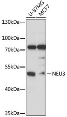 Western Blot: NEU3 AntibodyAzide and BSA Free [NBP3-04868]