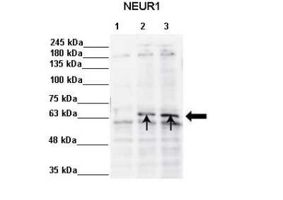 Western Blot: NEURL Antibody [NBP2-83265]