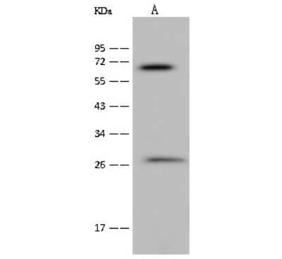 Western Blot: NEURL Antibody [NBP2-99299]