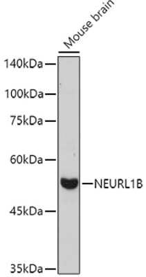 Western Blot: NEURL1B AntibodyAzide and BSA Free [NBP3-16021]