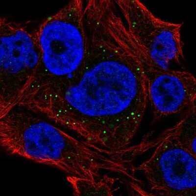 Immunocytochemistry/ Immunofluorescence: NEURL2 Antibody [NBP2-56809]