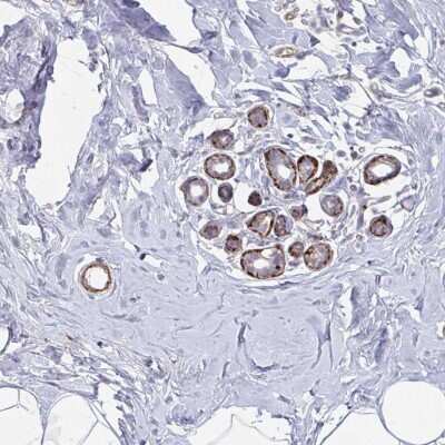 Immunohistochemistry-Paraffin: NEURL4 Antibody [NBP2-33748]