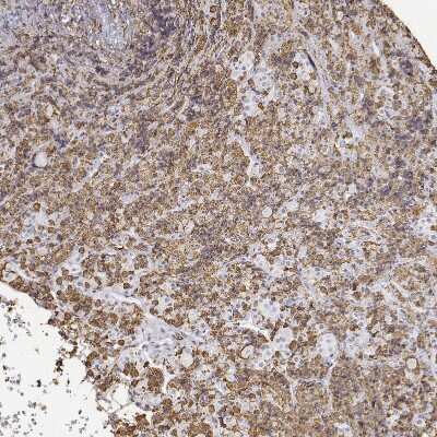 Immunohistochemistry-Paraffin: NEUROD4 Antibody [NBP2-58800]