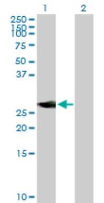 Western Blot: NEUROD4 Antibody [H00058158-B01P]