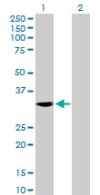 Western Blot: NEUROD4 Antibody [H00058158-B02P]